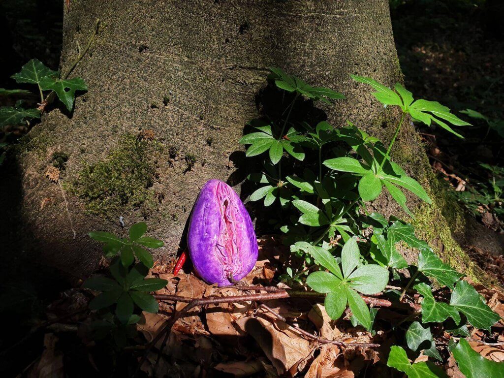 Vulva im Wald mit Licht und Schatten